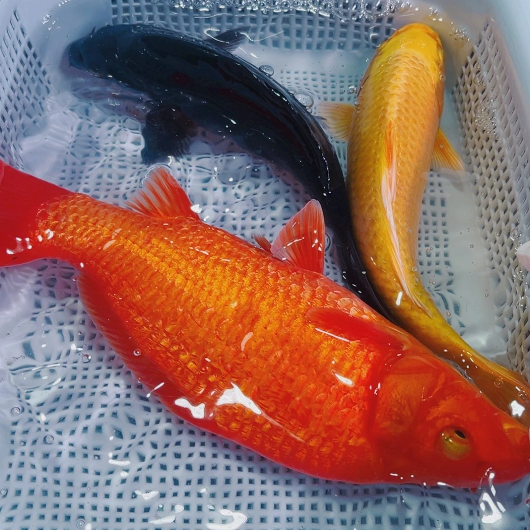 锦鲤锦鲤冷水鱼观赏