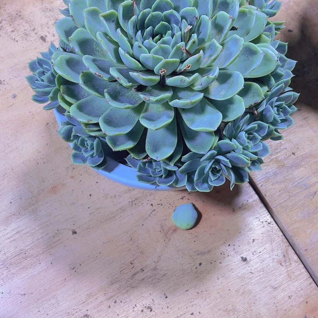 独*0000000000000000526