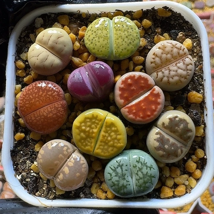 生石花1111111。 99