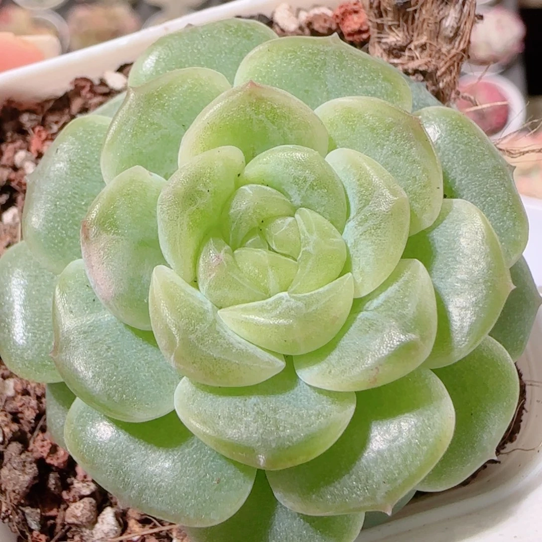 花语多肉1202-32无尽灯
