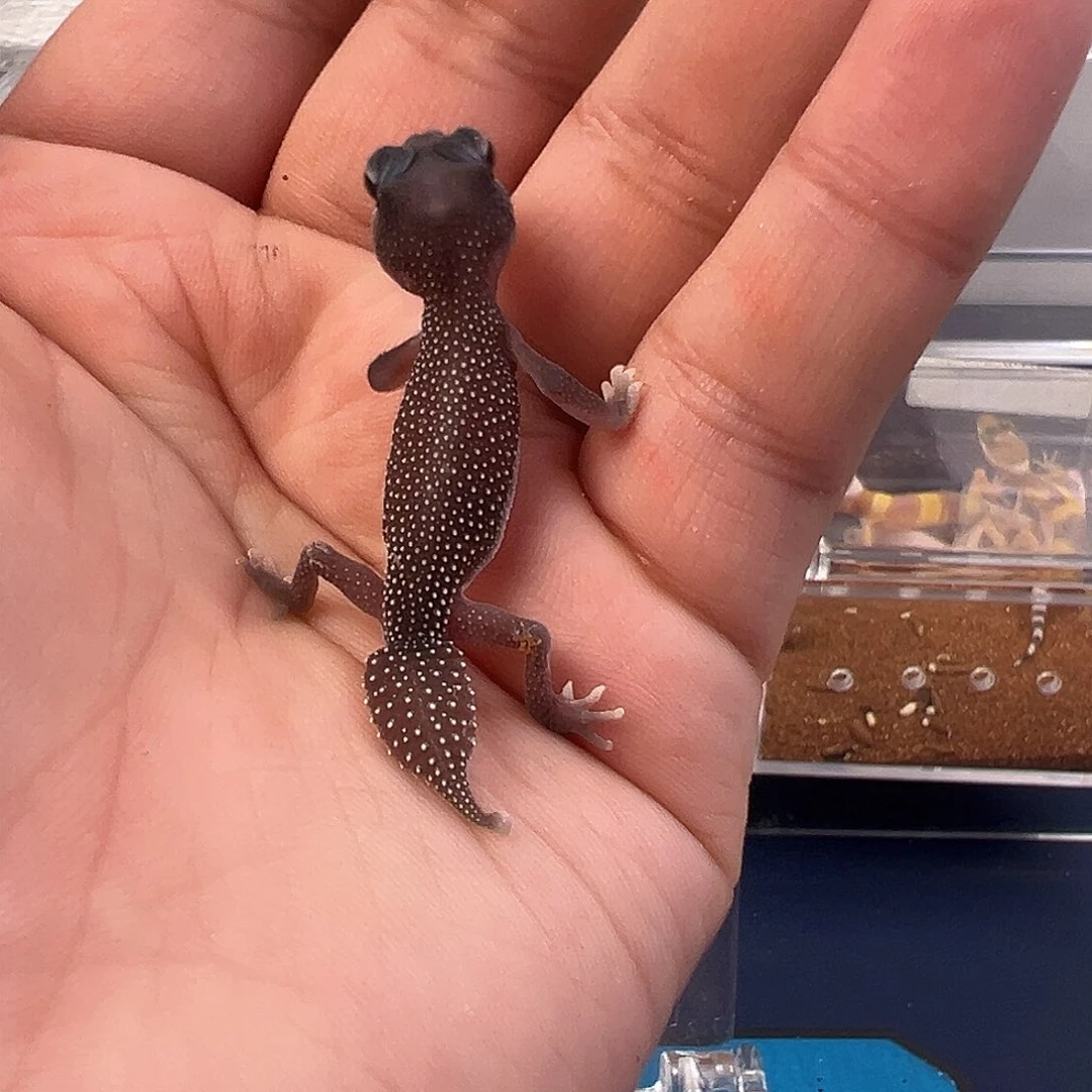 豹纹守宫本宝宝宝宝宝宝宝宝宝宝