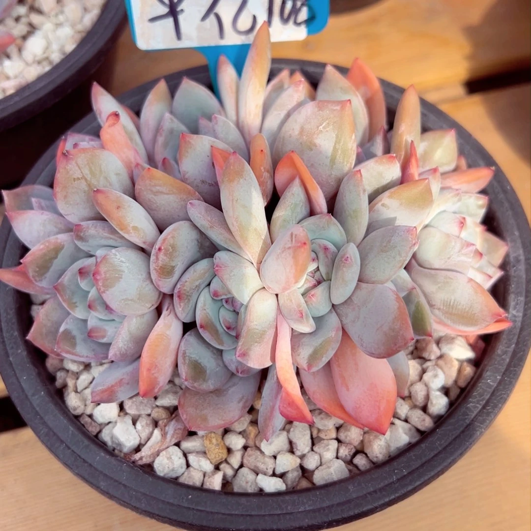 平*平亿一颗108多肉