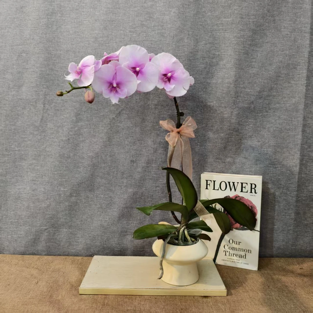 鲜花畅享【迷雾】蝴蝶兰兰花室内客厅绿植基地直发