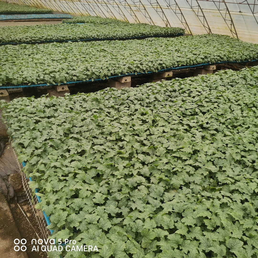 拉两支新品种丝瓜种子，丝瓜苗，越夏耐热品种，越冬拉二支三支