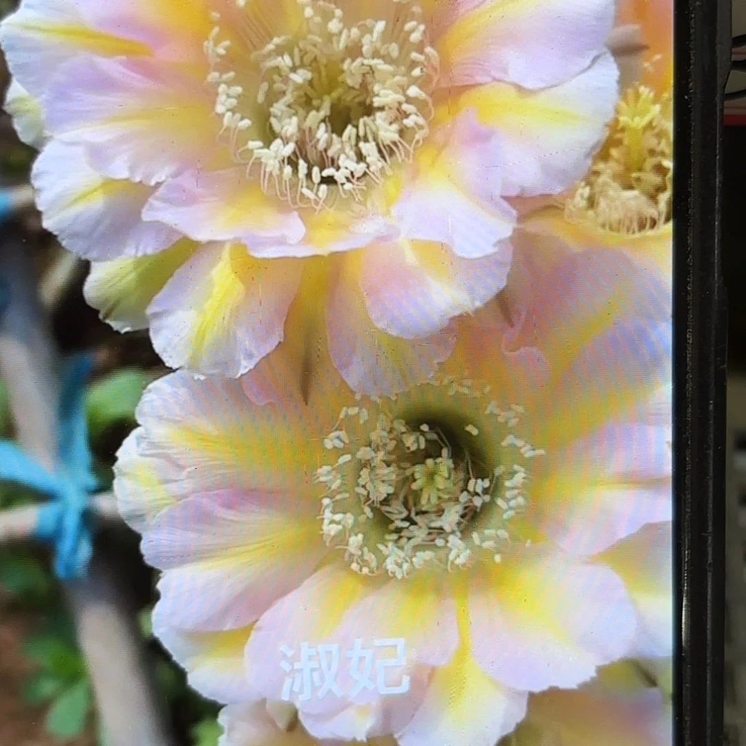 淑妃彩品侧牙20包邮56