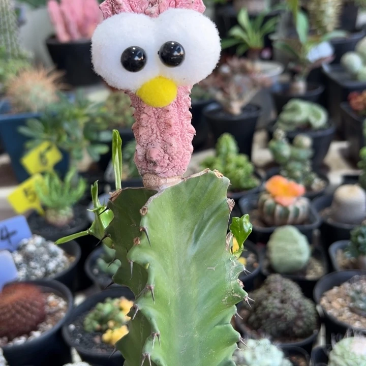 兔耳朵粉亚迪111111111