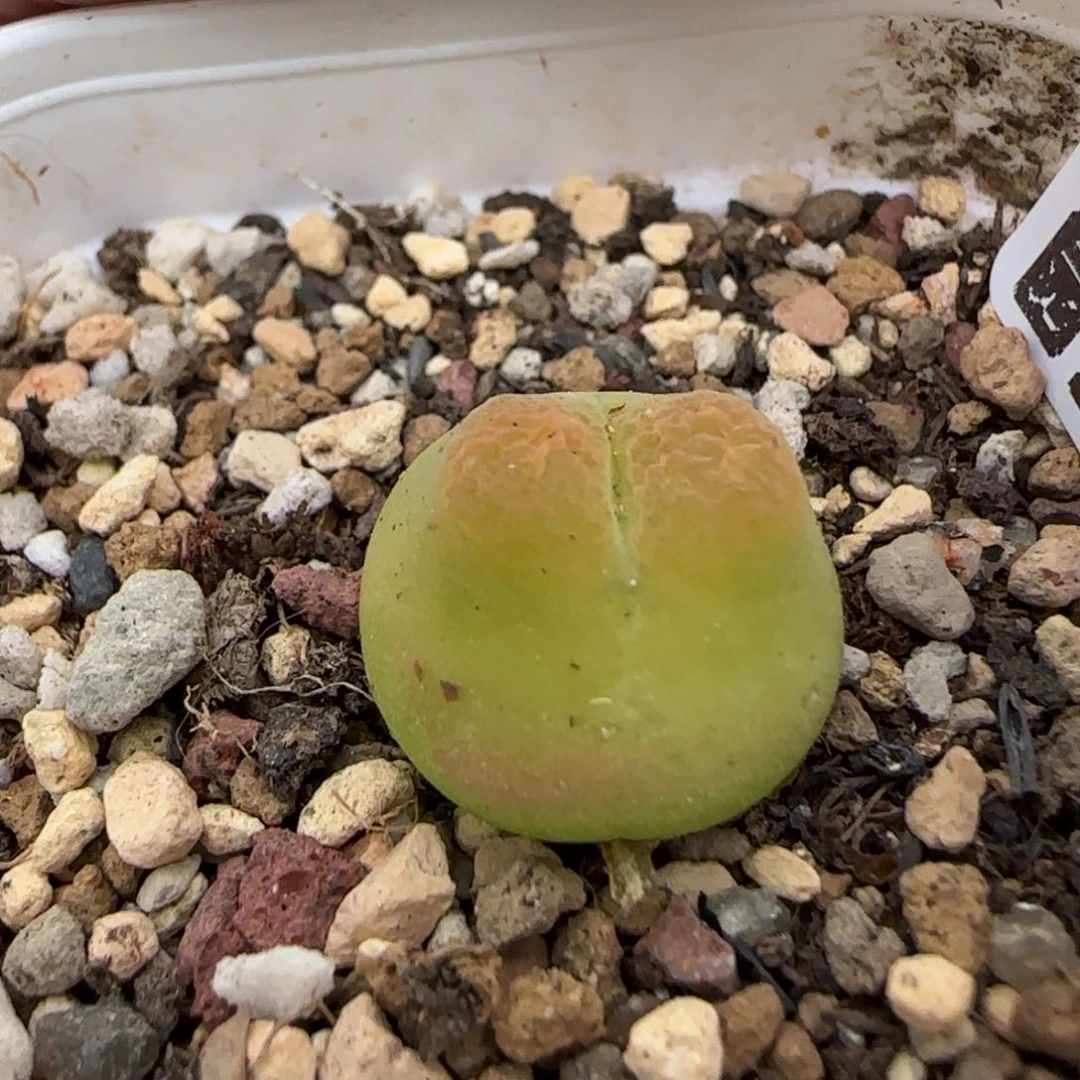 6.24。。。o泡。。。2022