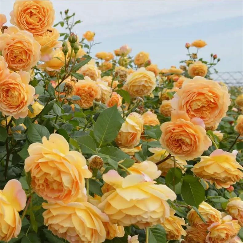 【1m-1.2m】黄金庆典重瓣大花浓香多季开花爬藤月季花苗庭院阳台