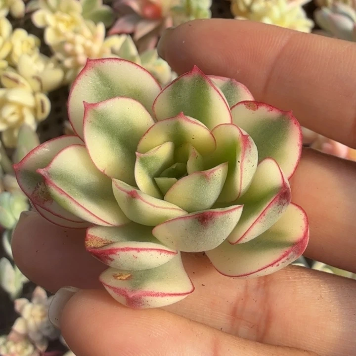 红花女王锦 主头无根