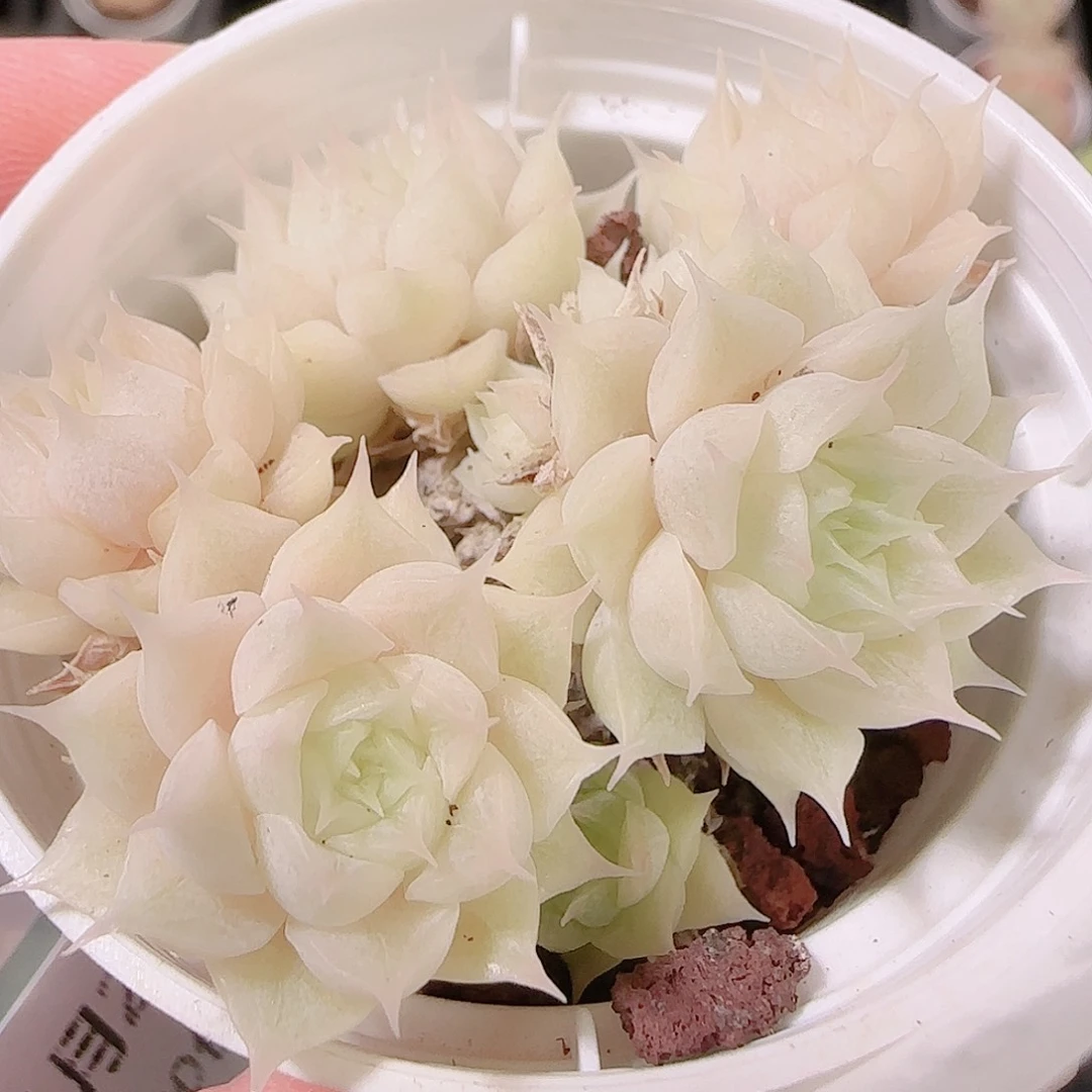 花语逸镜1125-268散