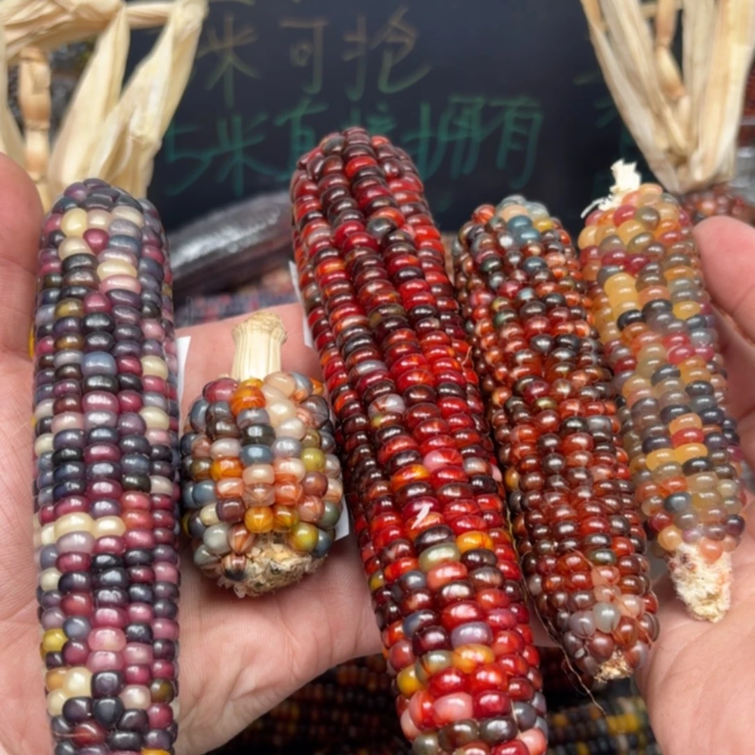 柏香籽/百香籽吊坠丫*～