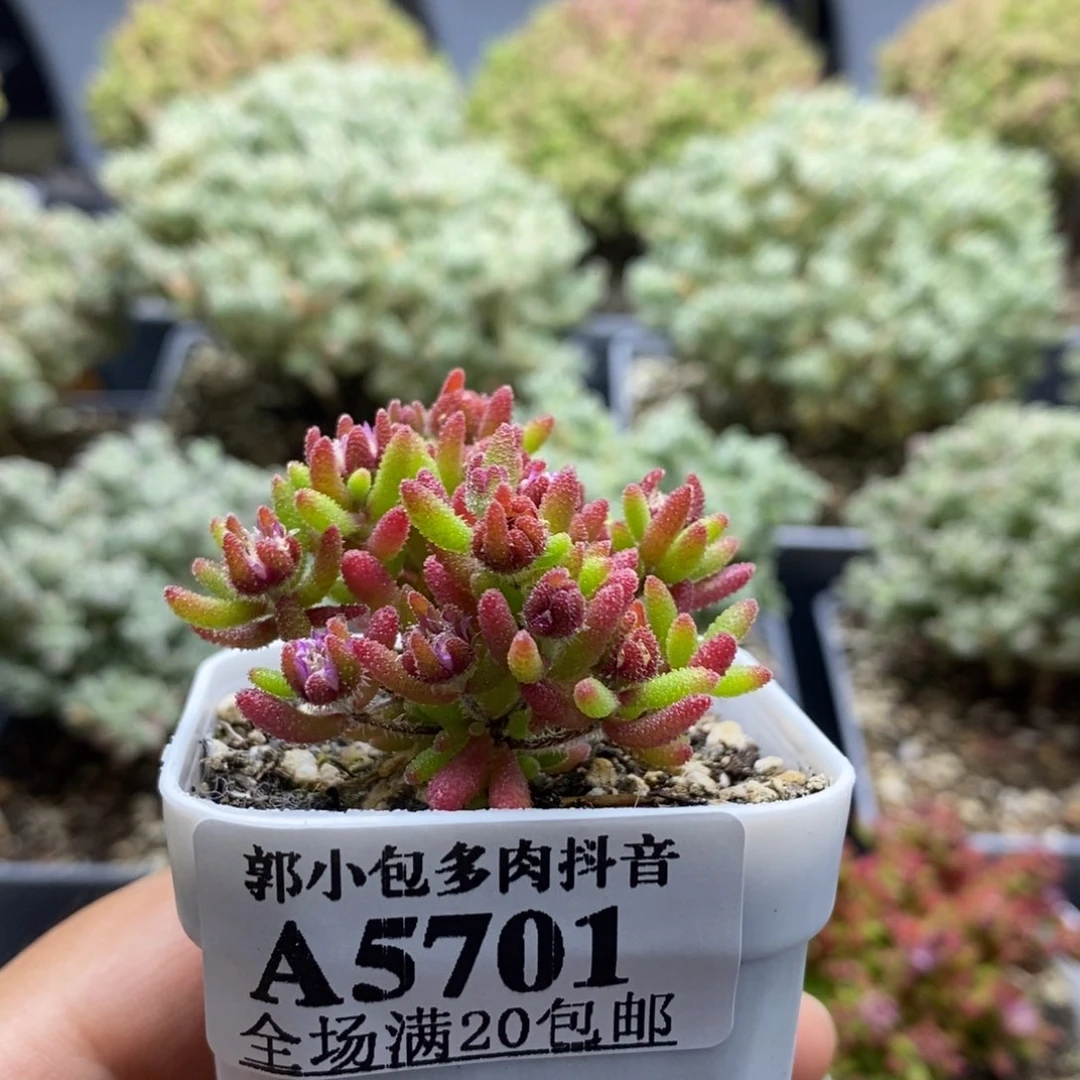 j***r红麒麟5701枝干番杏