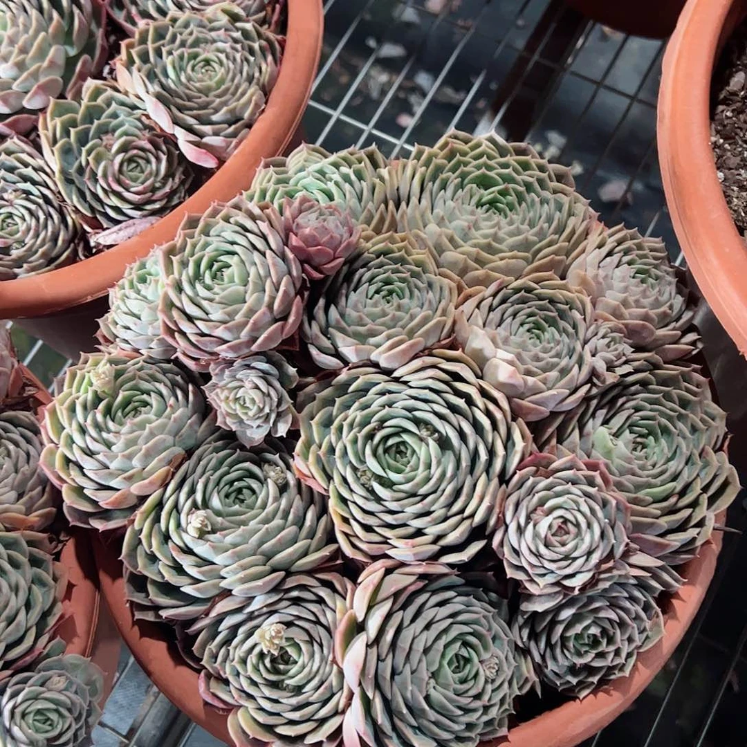 昂斯诺大群生手捧