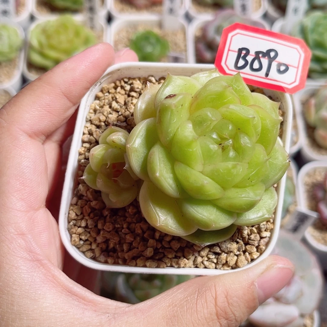 ****️B890 一物一拍 初衿