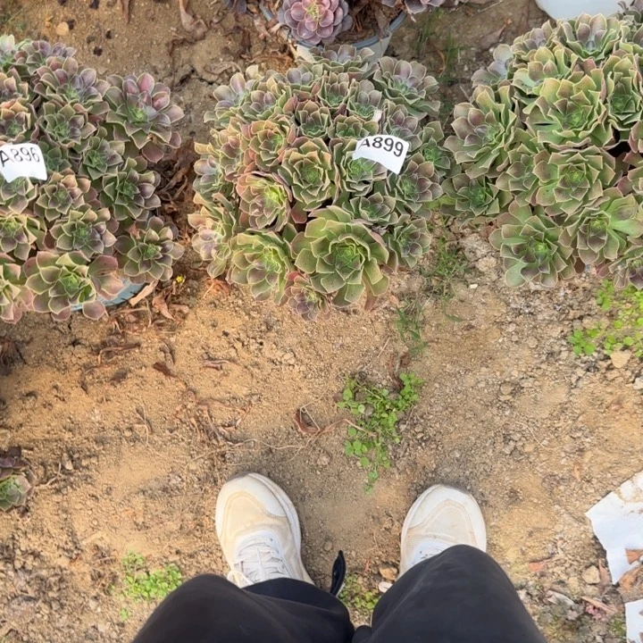 899 清棚处理不包断枝