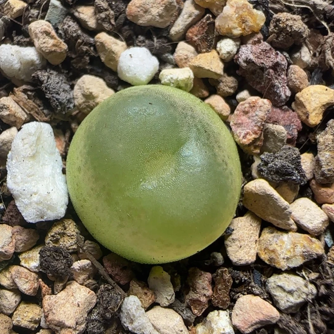 拉登1.3多肉植物136