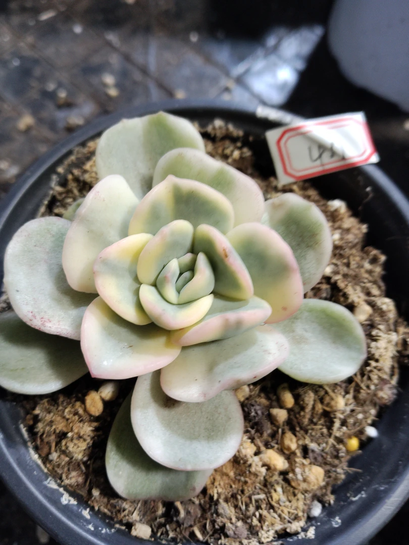 非偏远18包邮  一物一拍  11厘米盆 A411有一锦