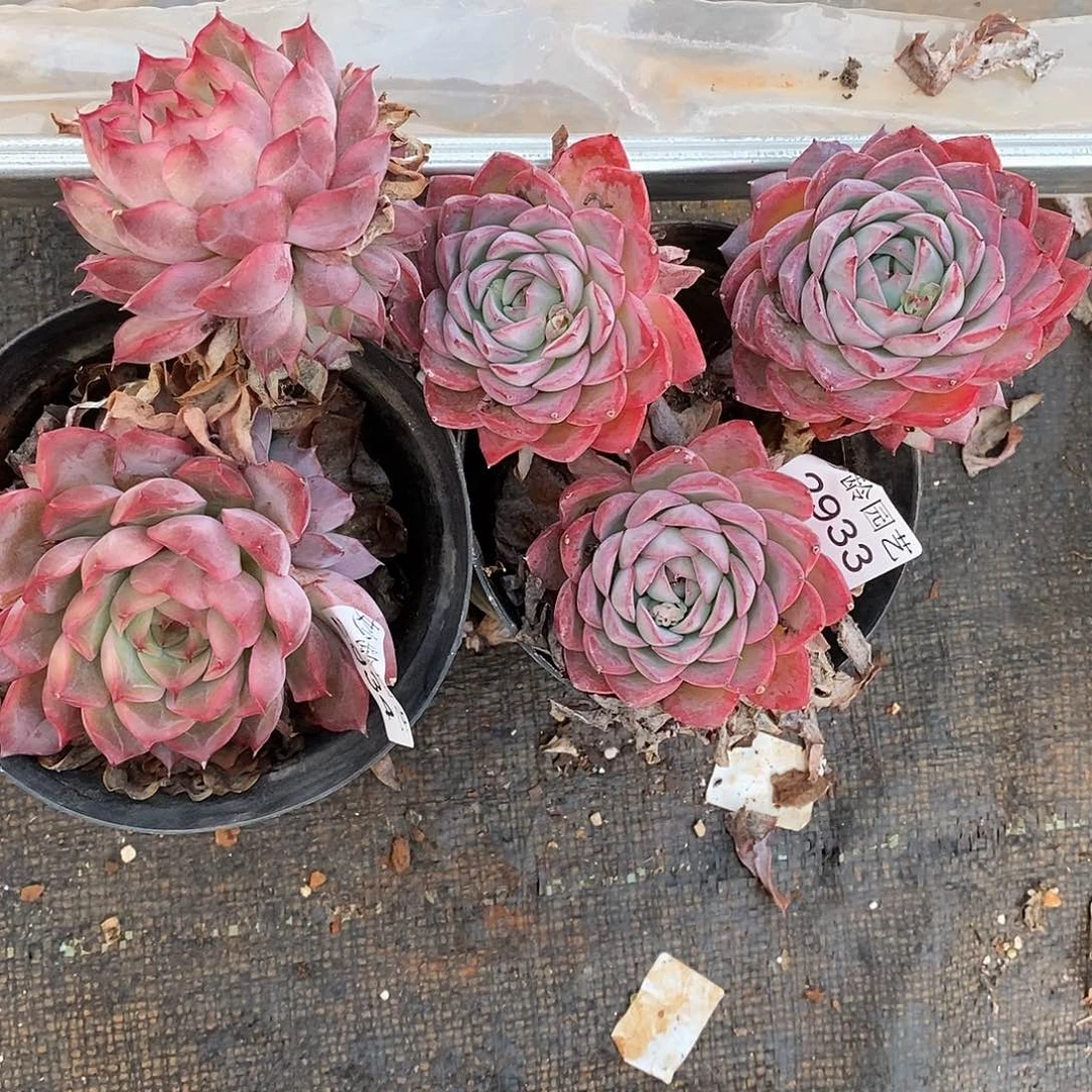 元***咪2934.2933散群掉头不售后～12厘米