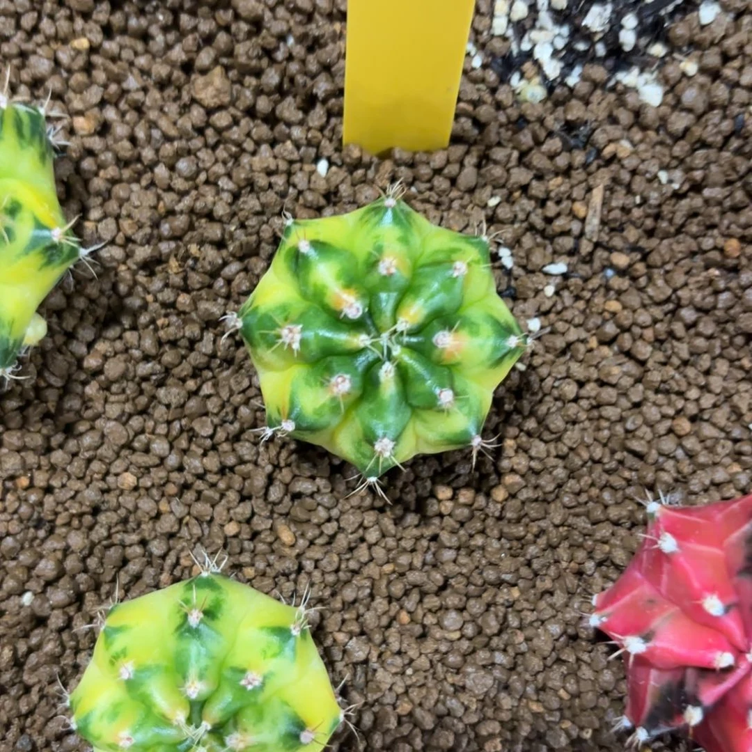 L700-1217泰国发货 绿袖子