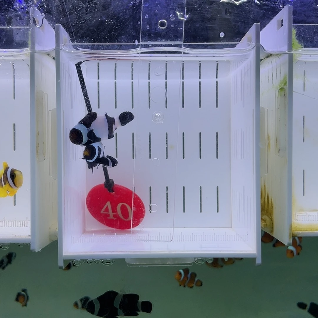 海水鱼奥黑小丑鱼