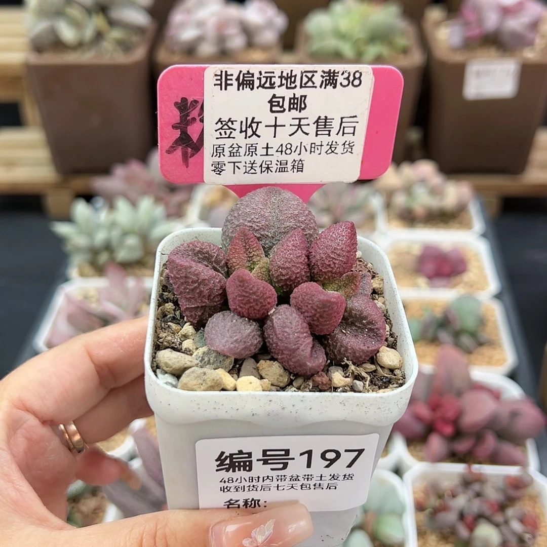 197水蜜桃多肉植物