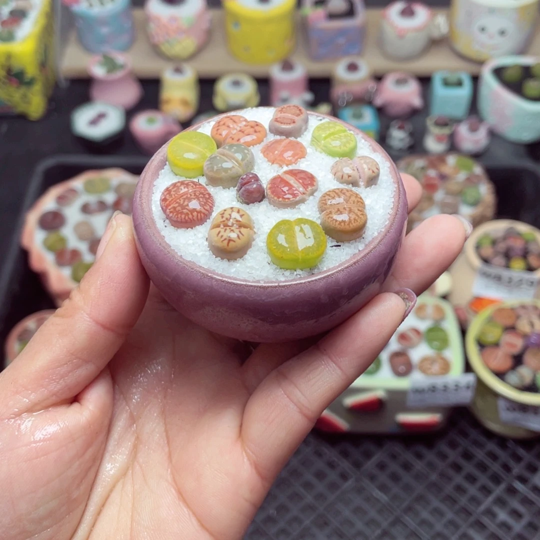 w8338 带盆土发货 -零下地区拍保温箱