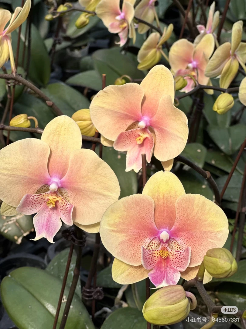 【蜜桃 508】3.5寸蝴蝶兰苗（花芽刚破口）