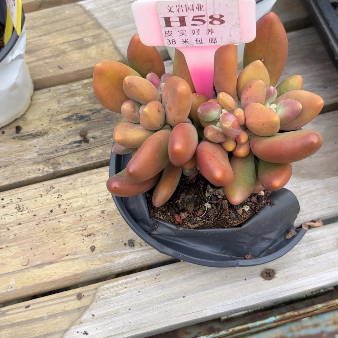 雪*多肉植物1111111