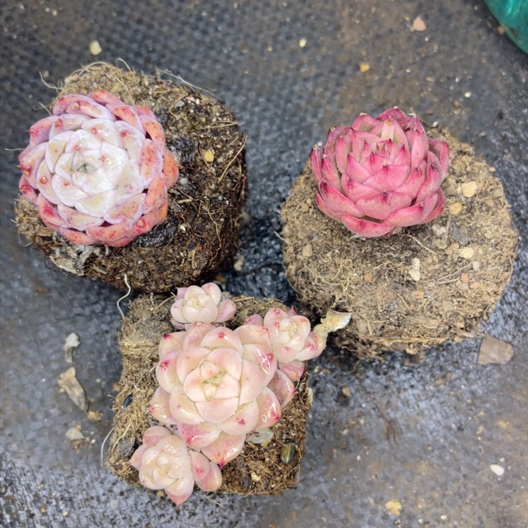 45号三颗小萝卜腿韩系萌货