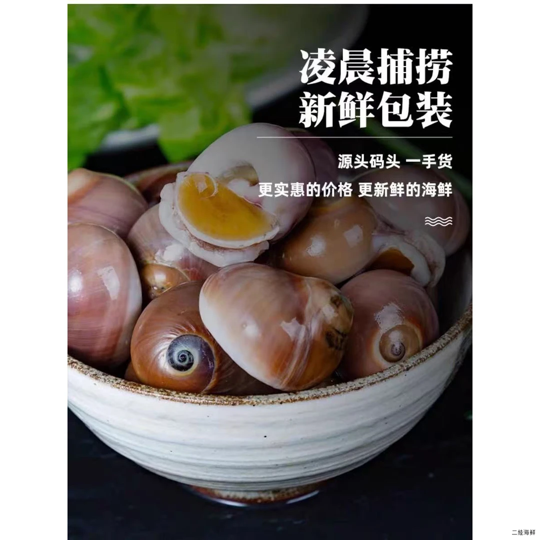 新鲜海捕鲜活猫眼螺 每斤6-12个左右（鲜活发货 到货保鲜不保活）
