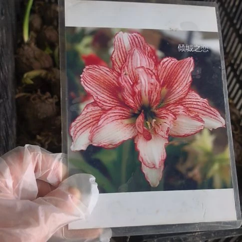 当前无花栽培后可以开花倾城之恋4厘米裸根球