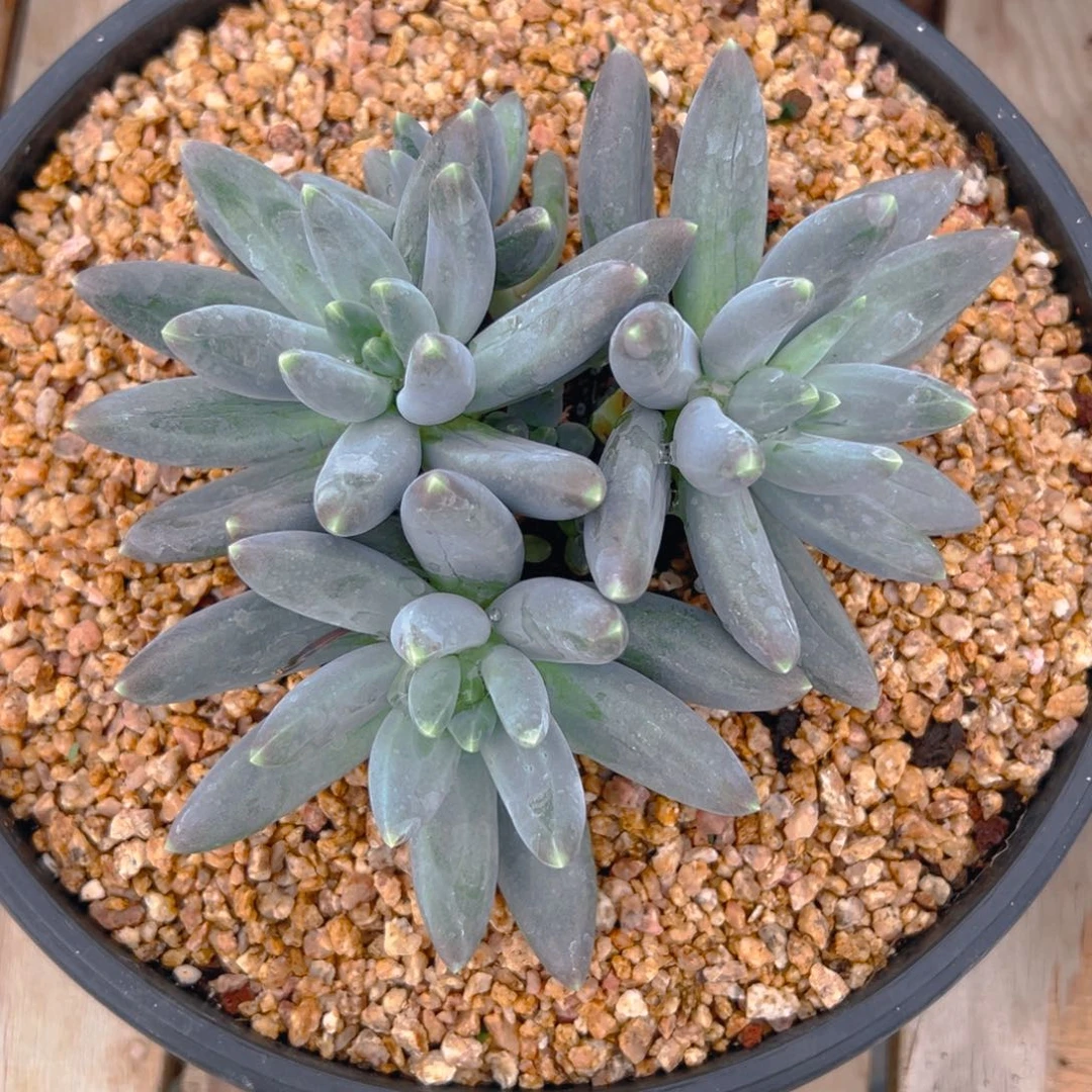 带****浪松果美人寄1111111111