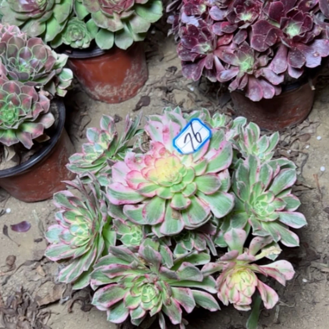 【闪购商品】海王76