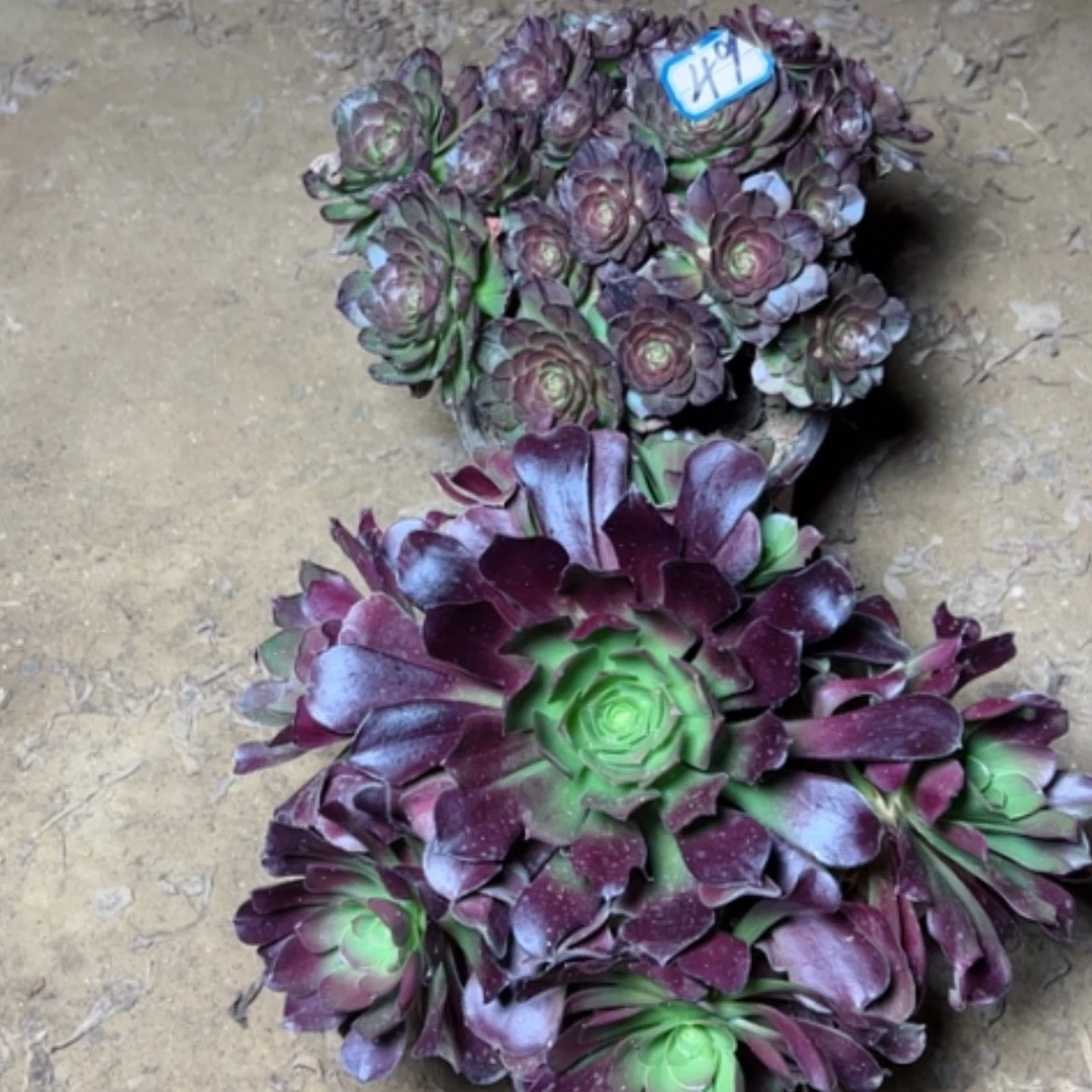 【闪购商品】用****7多肉植物两个49