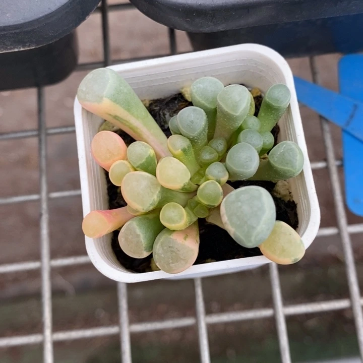 希*伯克利和格蕾纳等著名音乐家都