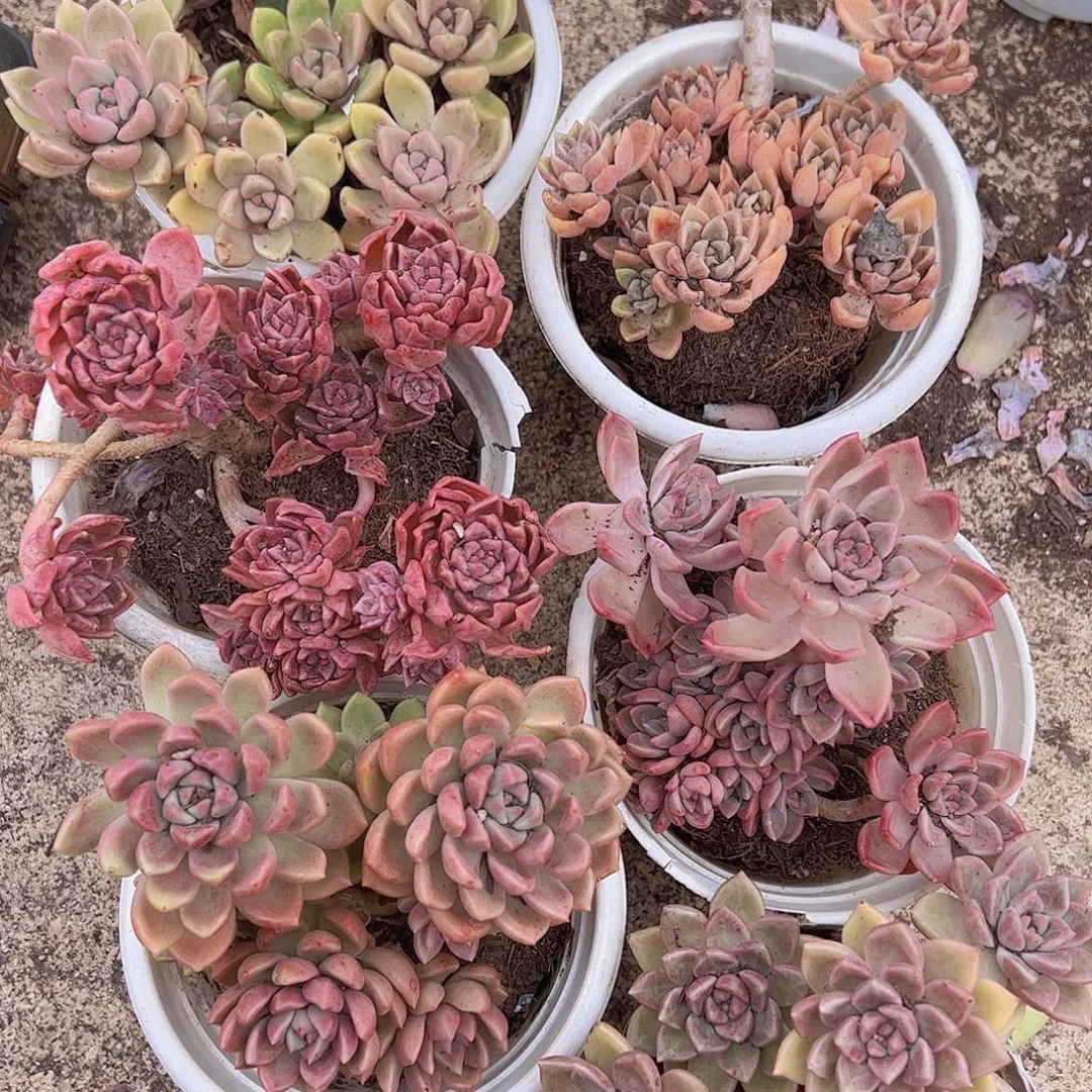 绚丽璀璨多头造型三盆特价