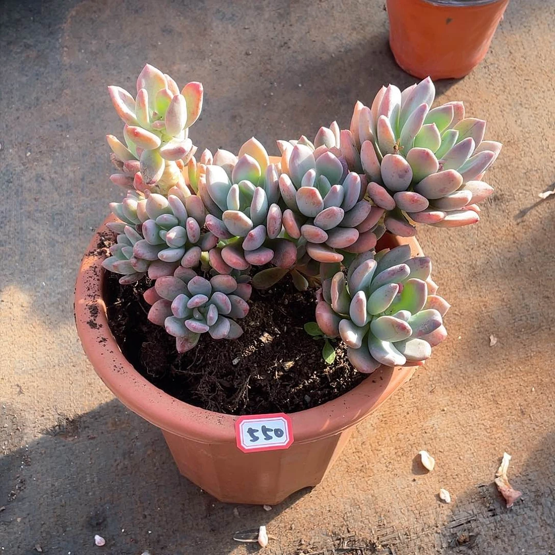 550灰姑娘 一物一拍多肉