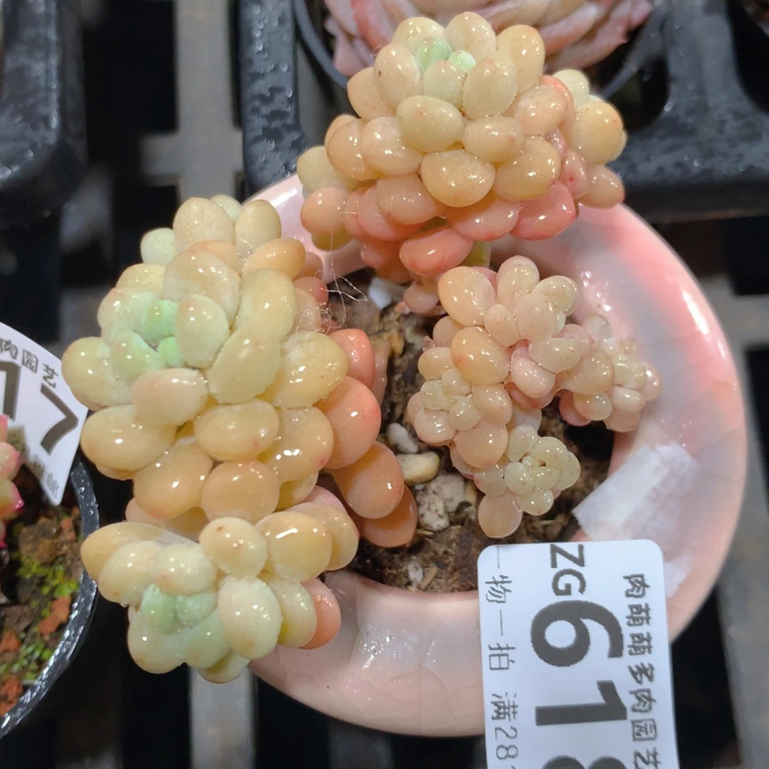 5CM拇指盆精控多肉ZG618