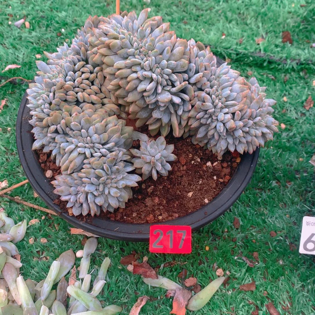217橙子11111111111