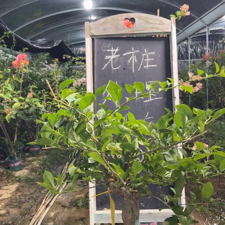 无花朵三角梅三角梅1158