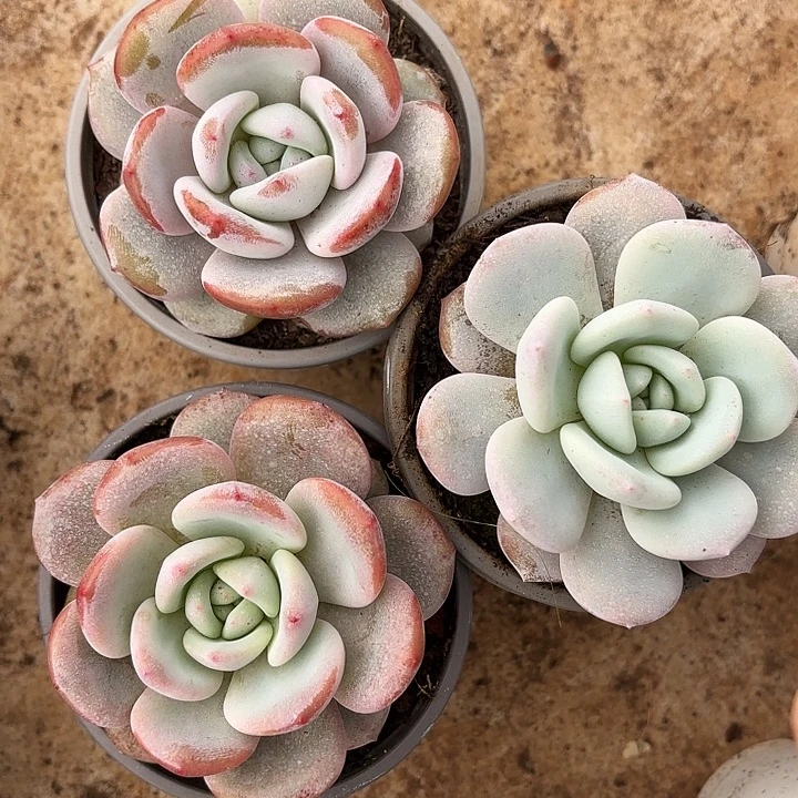 超级多巴胺（拍满18发货、偏远地区不包邮）