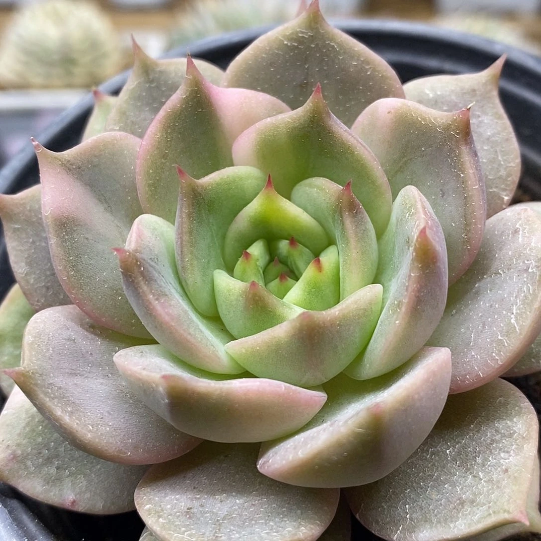 2426 福利贝加尔湖花脸锦 不售后