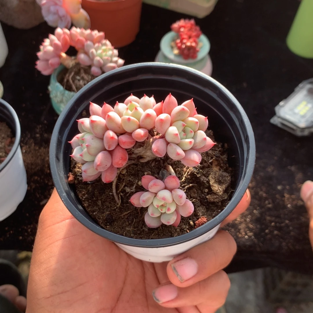 z***z清乾隆皇帝赐他了许多