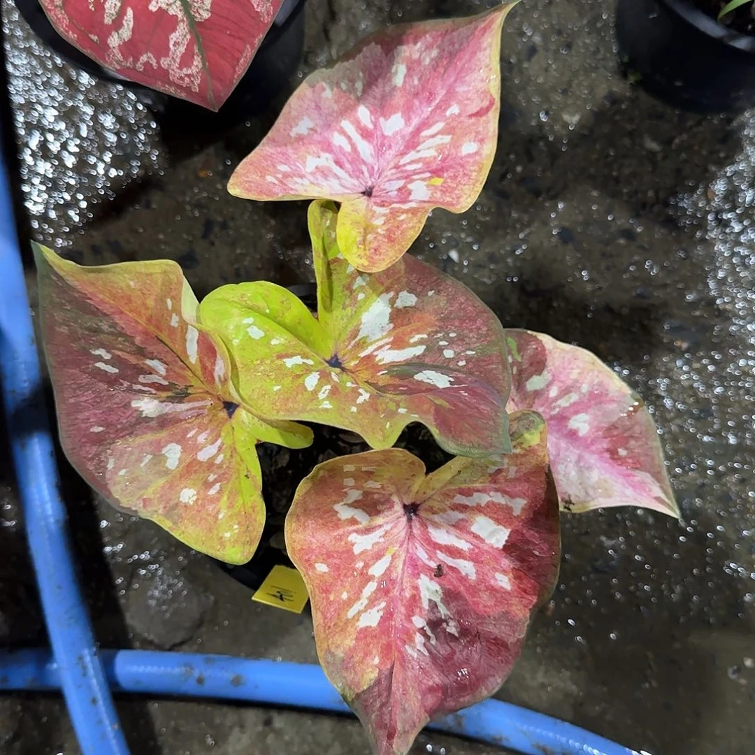 401-0526泰国发货变形金刚