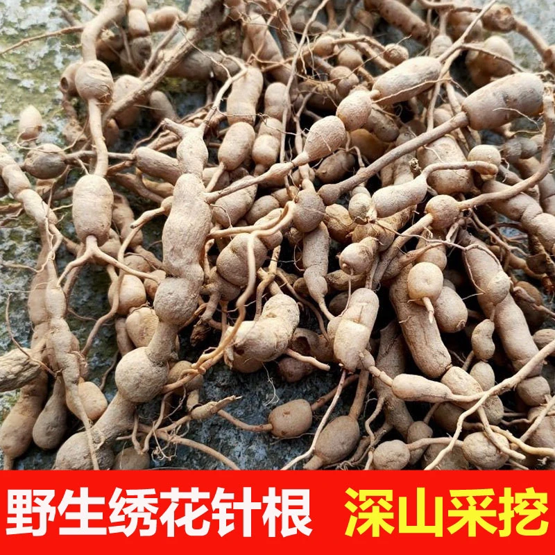 浙江深山老林野生绣花针，土名虎刺