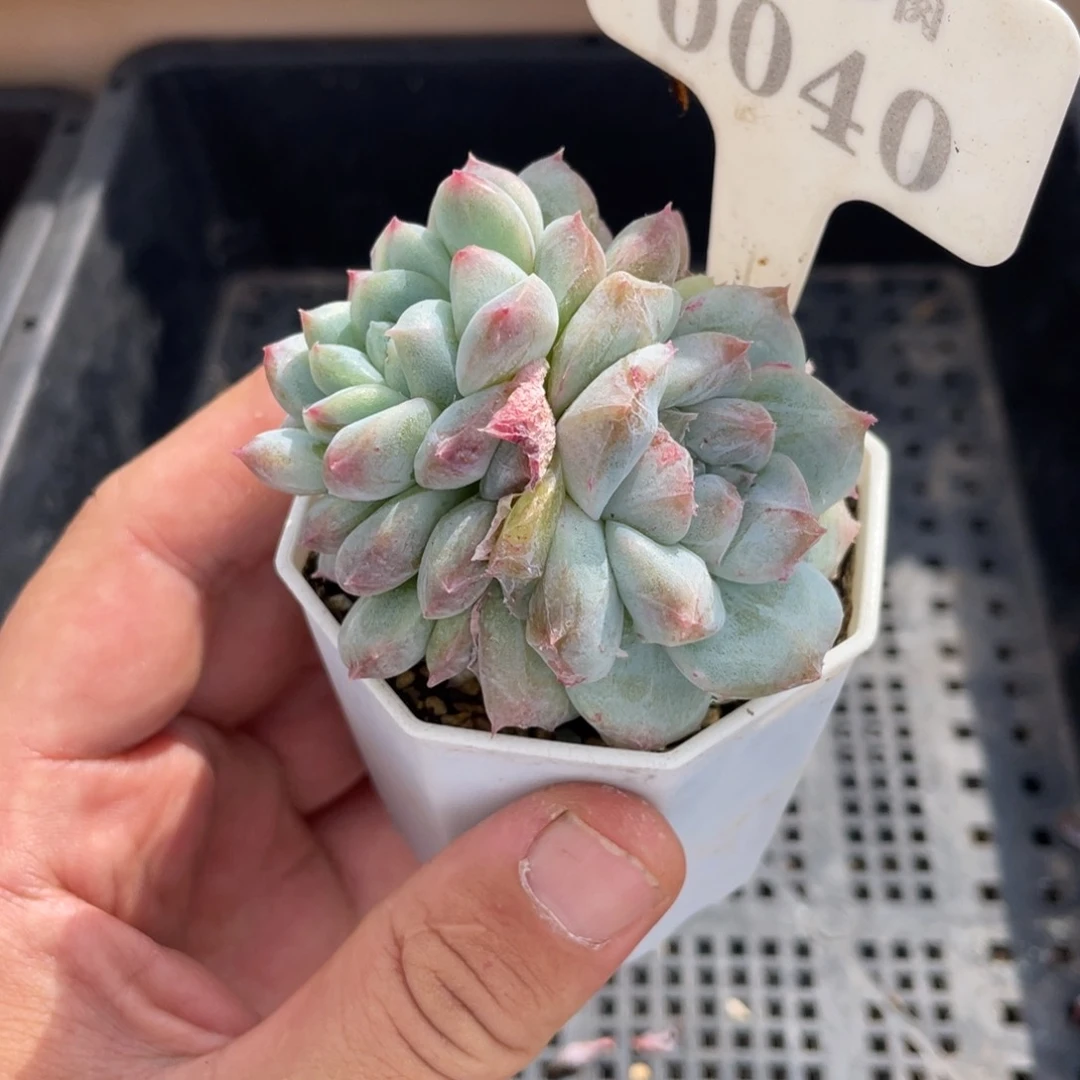 0040椰子树不带盆7厘米