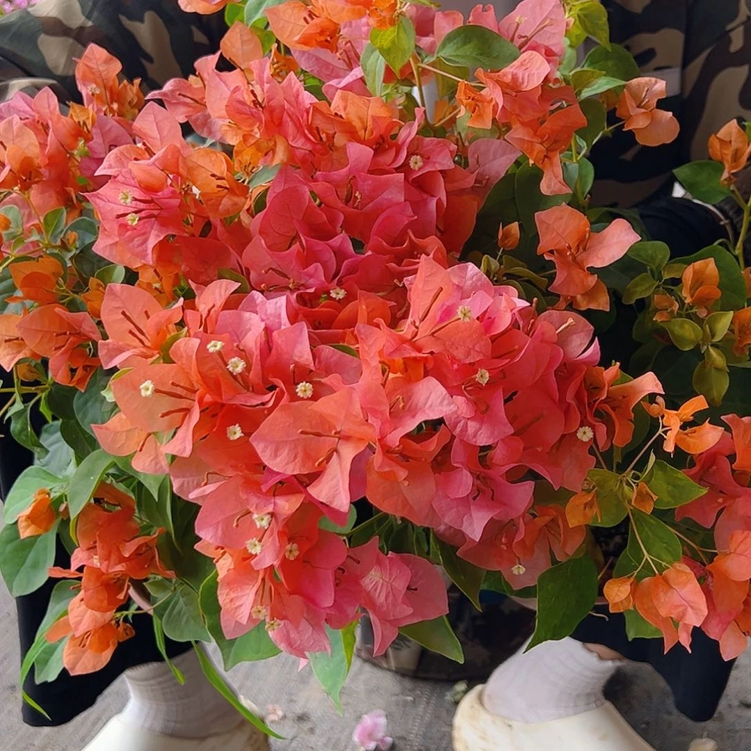 完全开放暗斑橙掌中宝一棵