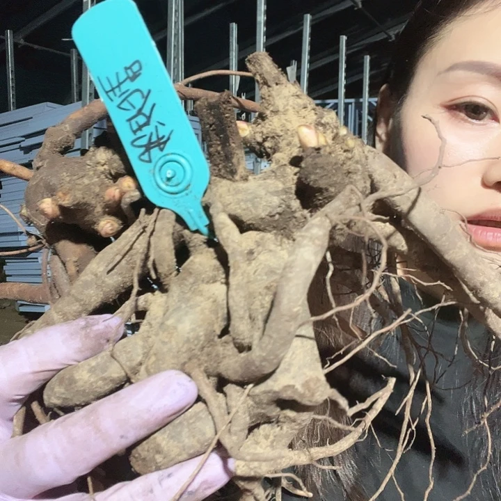 当前无花栽培后可以开花我的星2年，餐盘1年