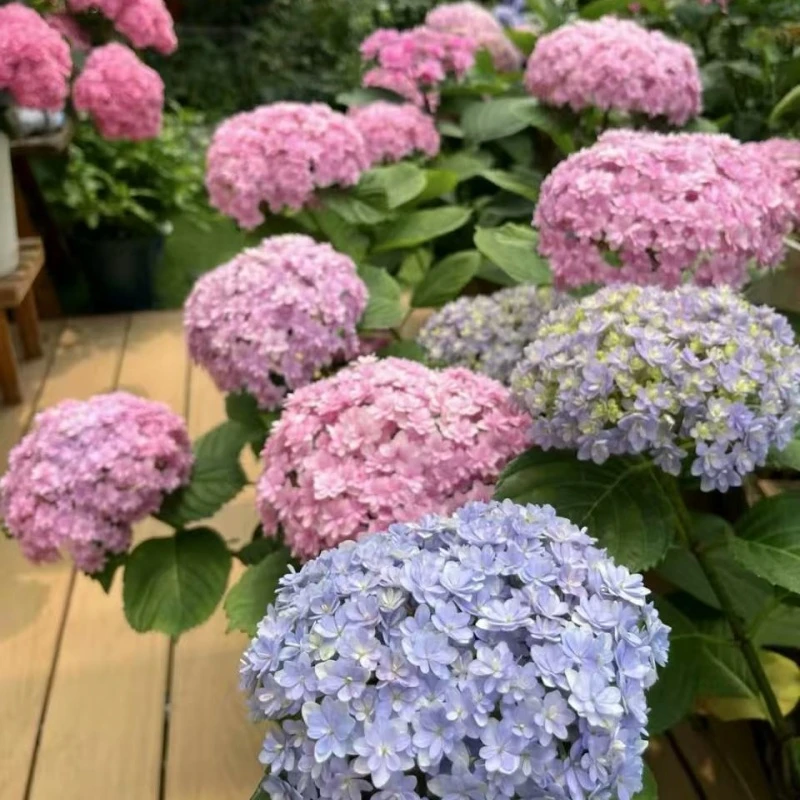 【花手鞠】大花重瓣绣球露天苗新老枝开花南北方阳台庭院盆栽地栽