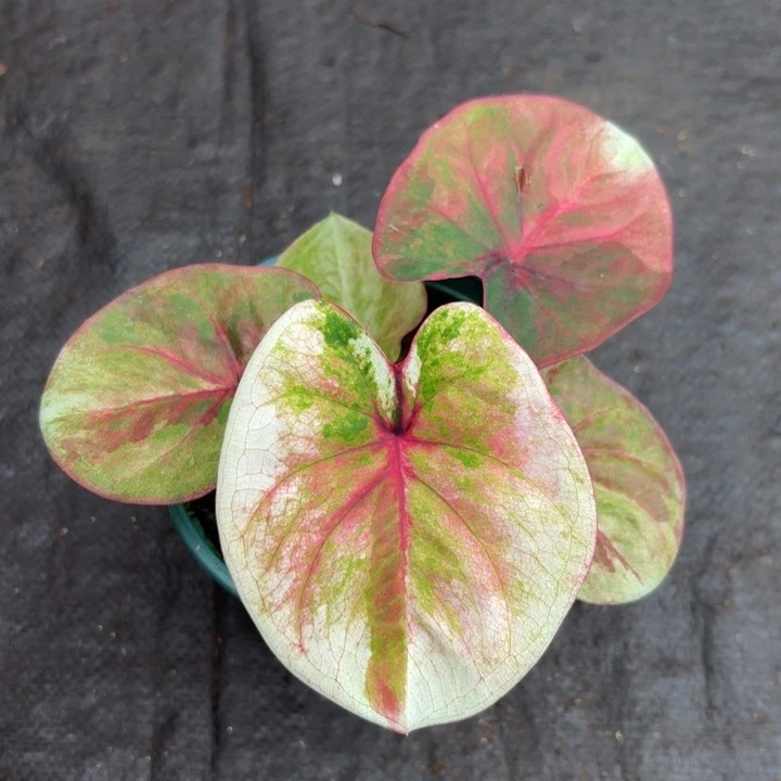 完全开放泰国彩叶芋7